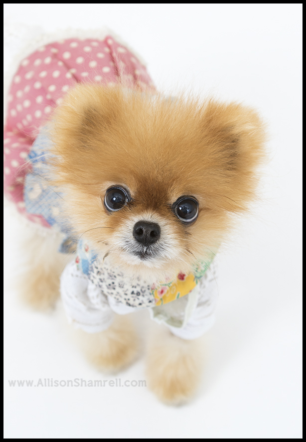 pomeranian photo