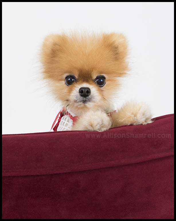 Pomeranian dog