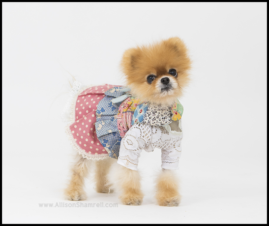 pomeranian studio photo