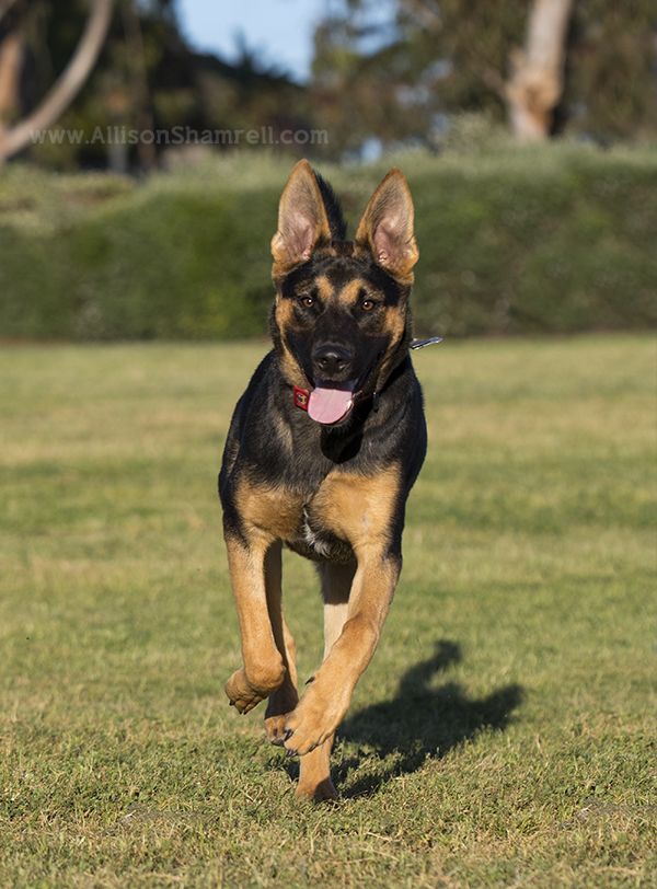 shepherd mix dog running