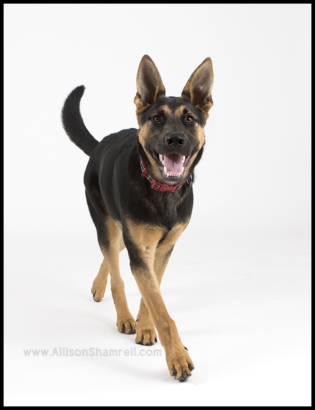 shepherd mix dog