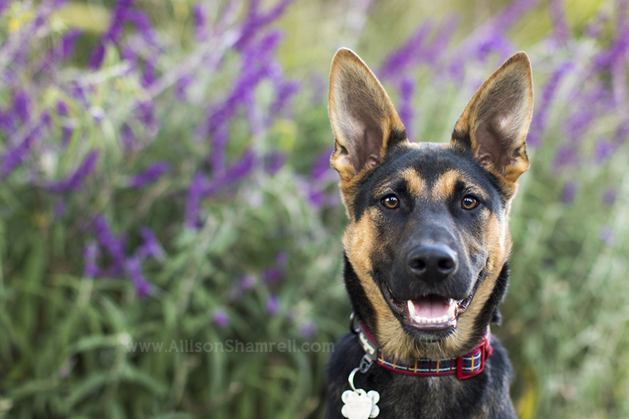 shepherd mix puppy