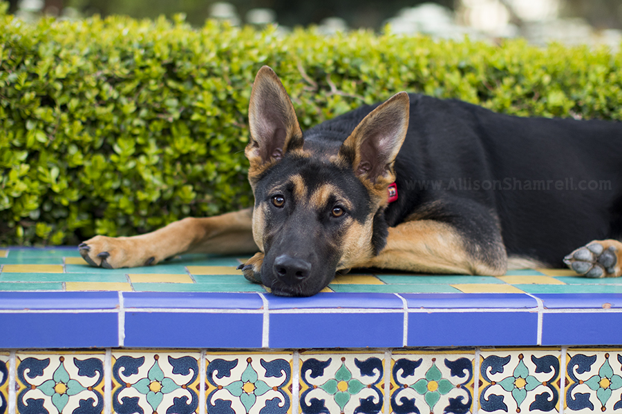 shepherd mix photo