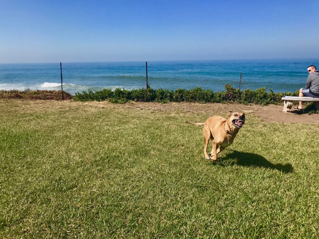 Mexican dog park