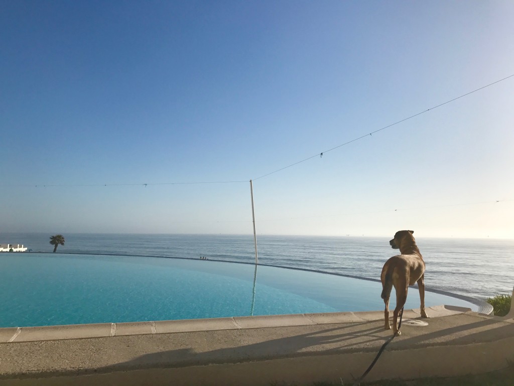 dog in Mexico