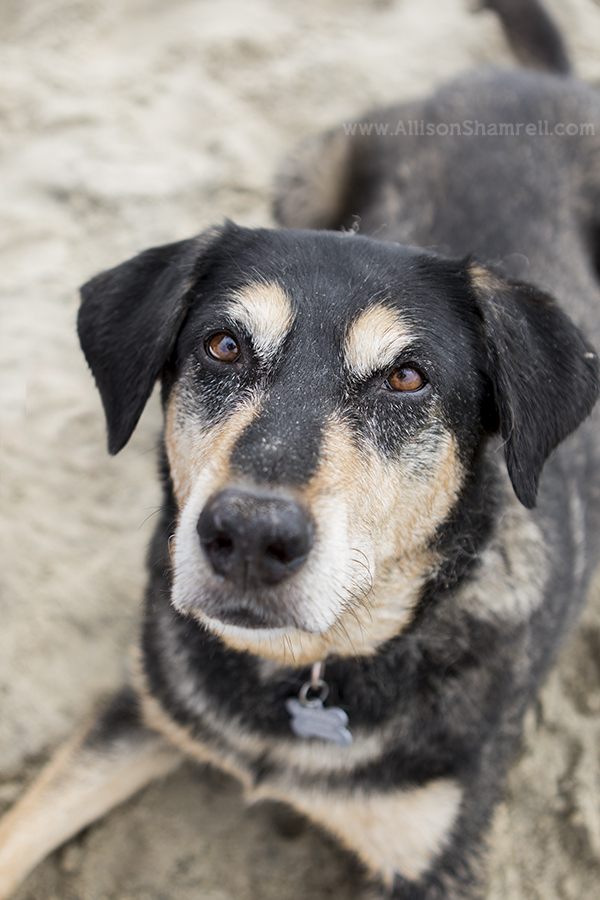 hound mix close-up