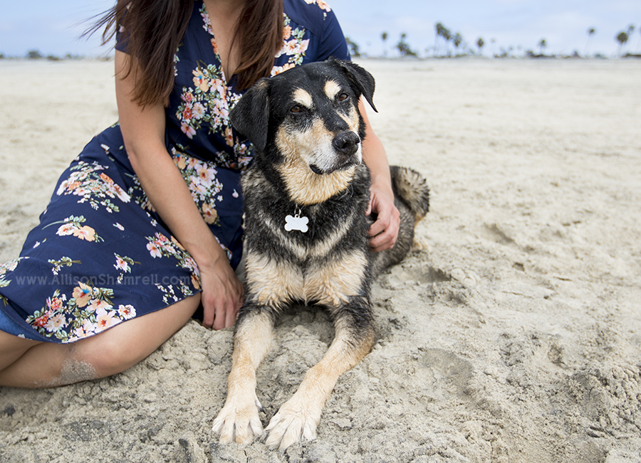 hound mix beach photo