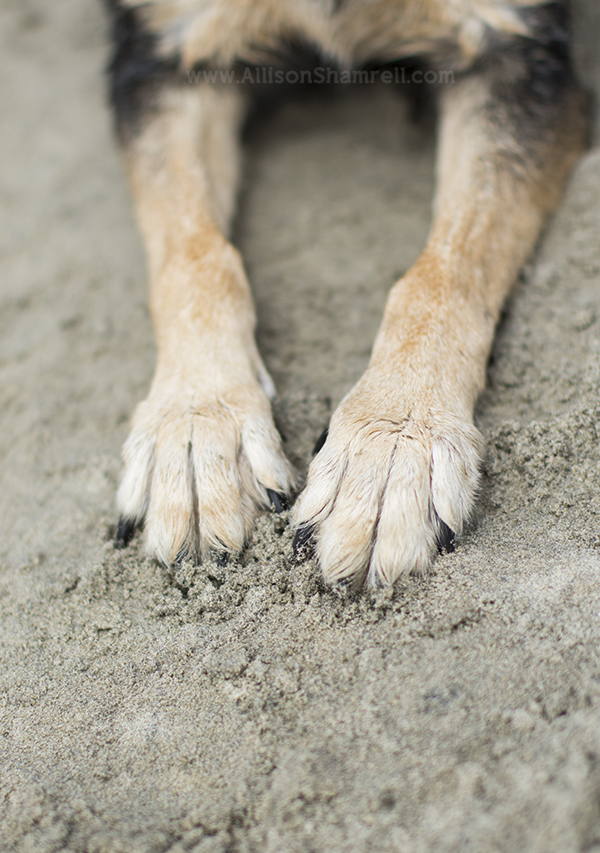 hound mix paws