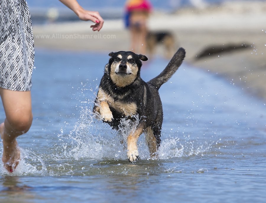 hound mix