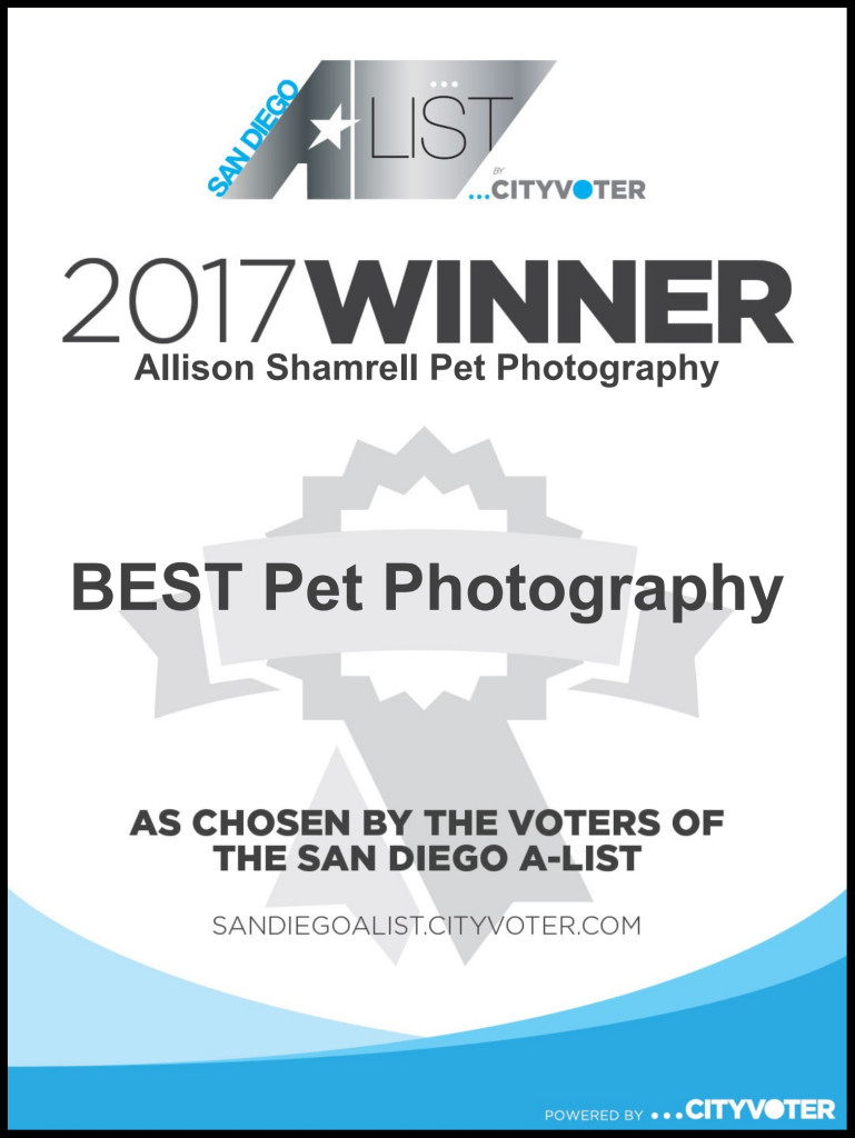 best pet photographer certificate