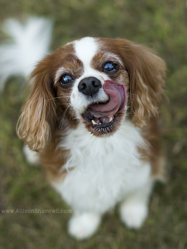 cavalier king charles spaniel
