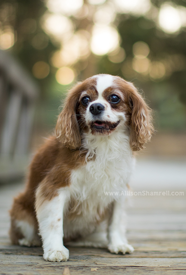 cavalier king charles spaniel smiling