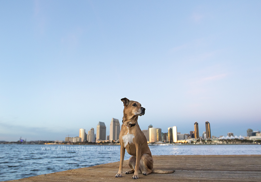 san diego dog picture