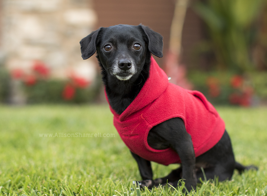 handicapped dog photo