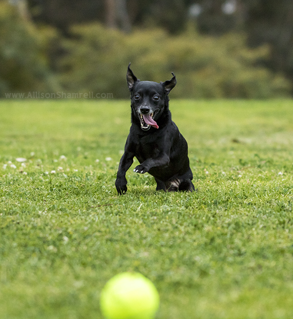 handicapped dog running