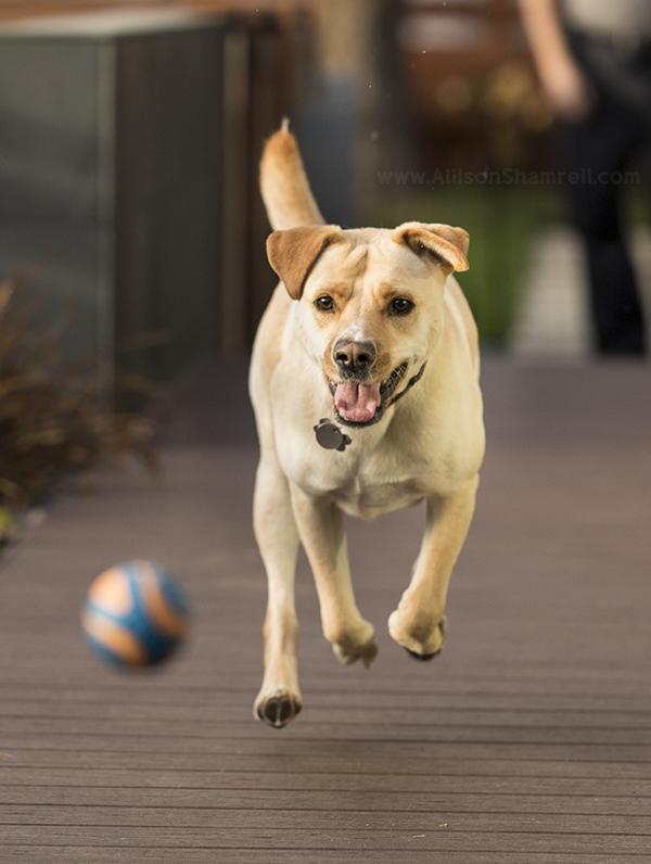 super dog in action