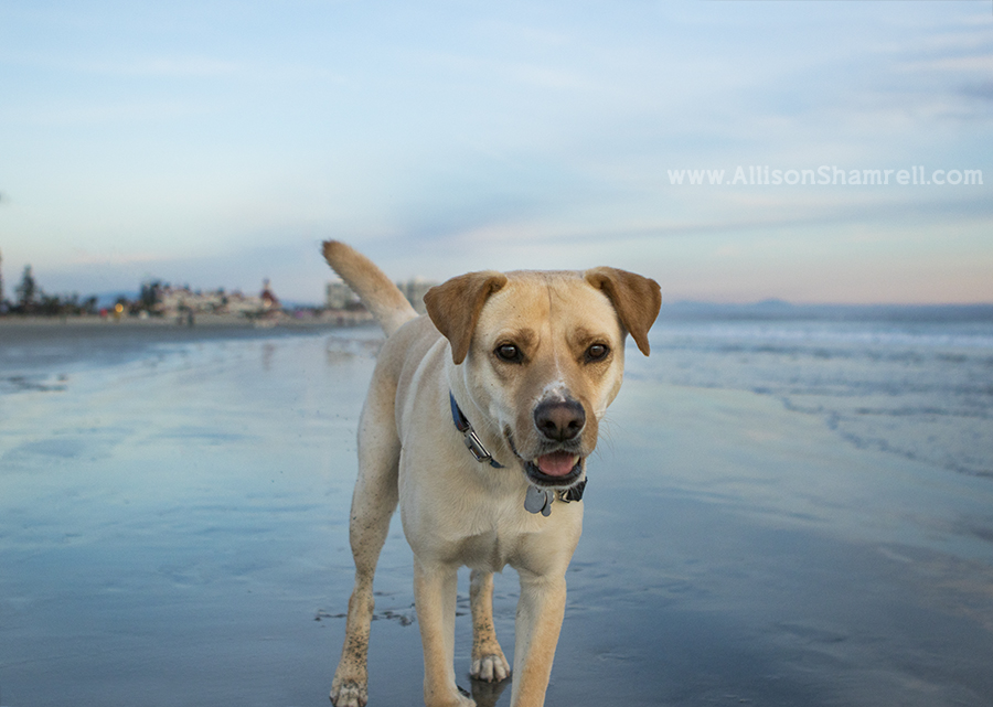 super dog photo