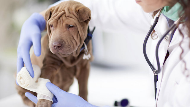 pet insurance industry