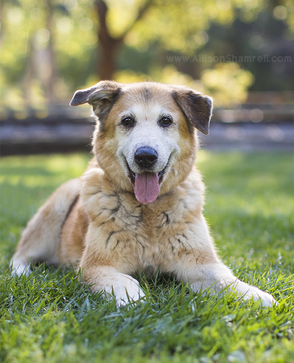 cute mixed breed dog photo