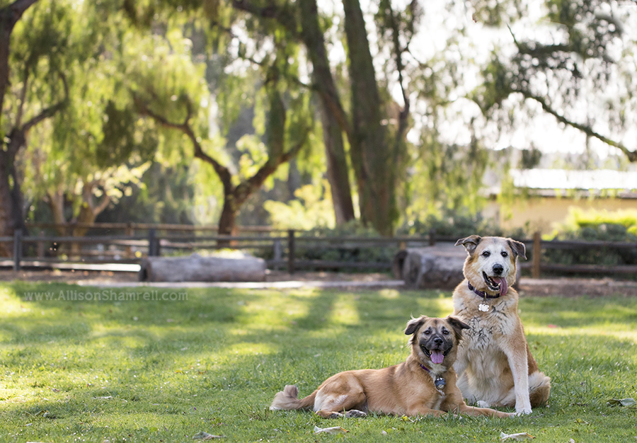 mixed breed dogs