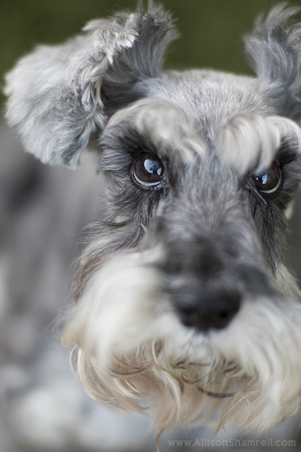 san diego schnauzer photo