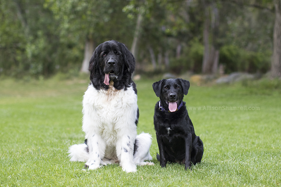 two big dogs sitting