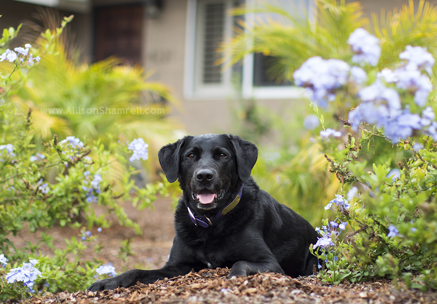 black lab laying down