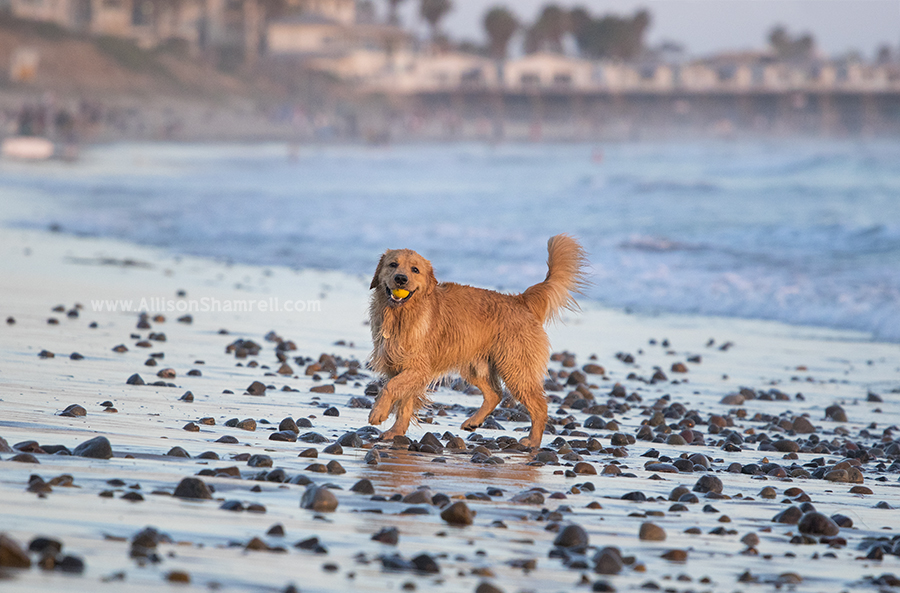 golden retriever at beach