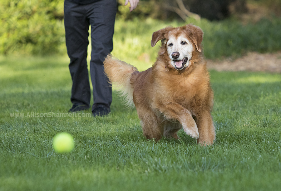 golden retriever fetching