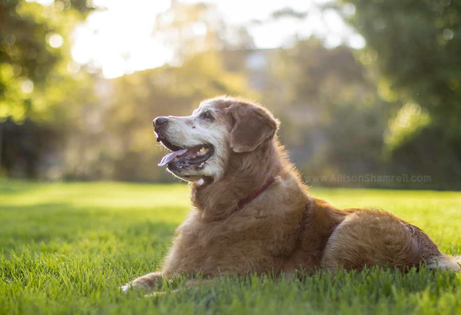 golden retriever laying down