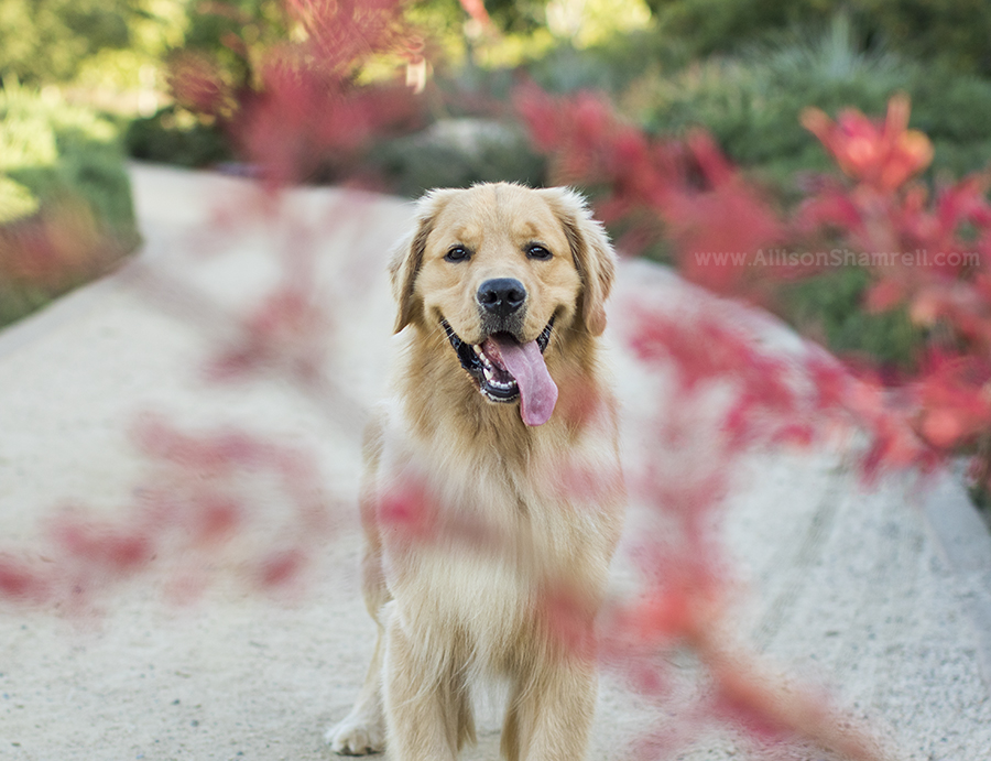 golden retriever picture