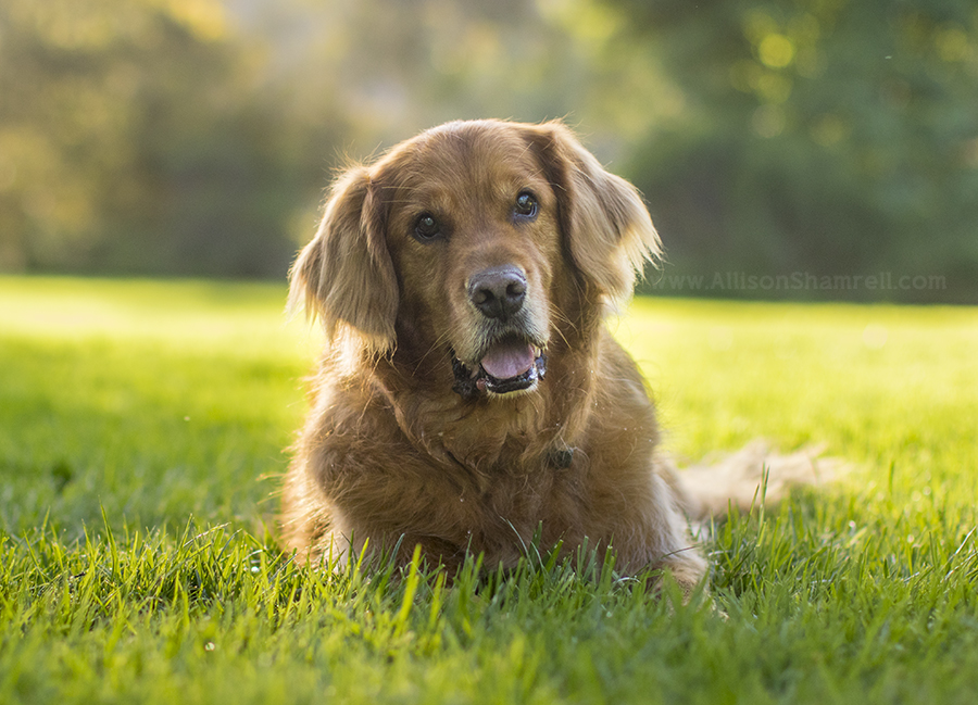 golden retriever in sunshine
