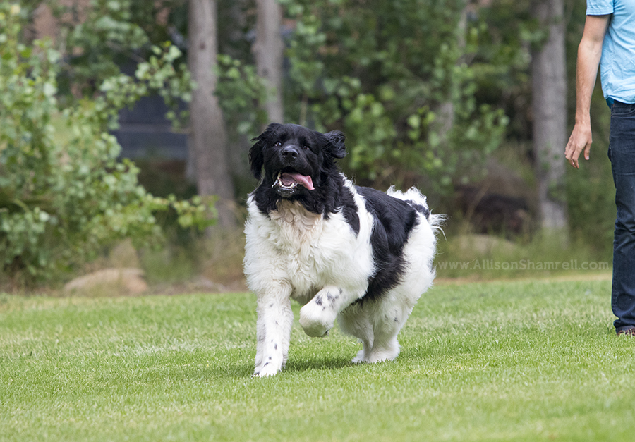 newfoundland running picture