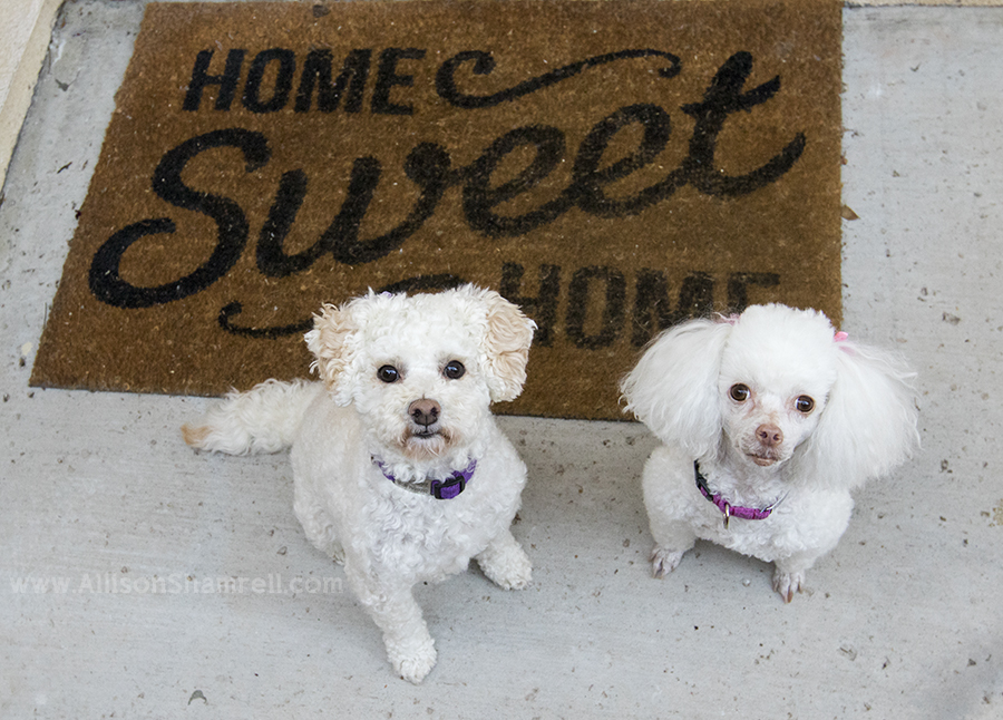 poodle mixes