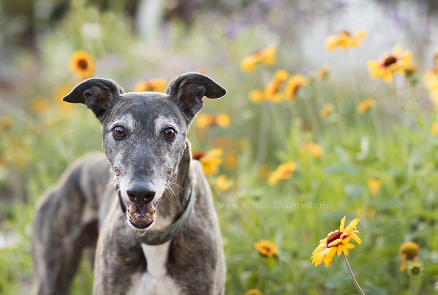balboa park dog photography