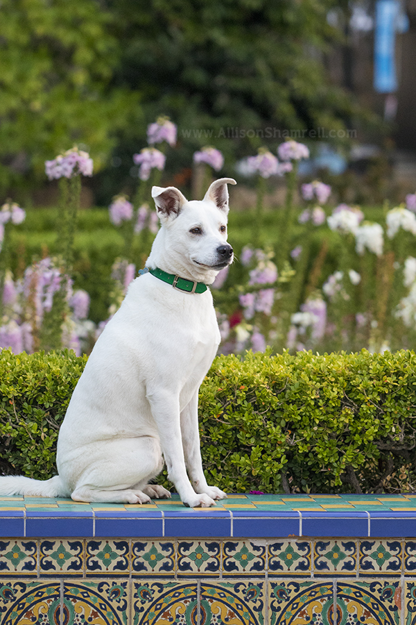 balboa park photo example