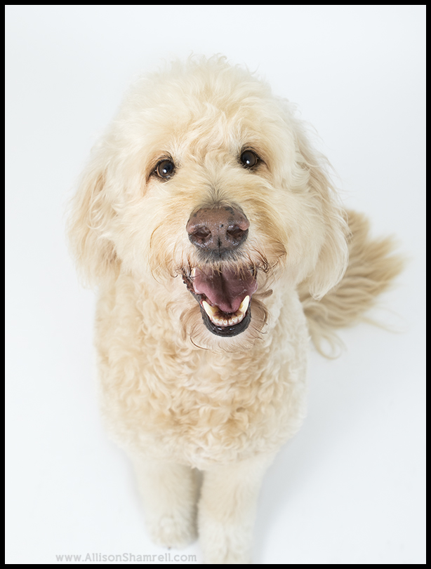 studio goldendoodle photo