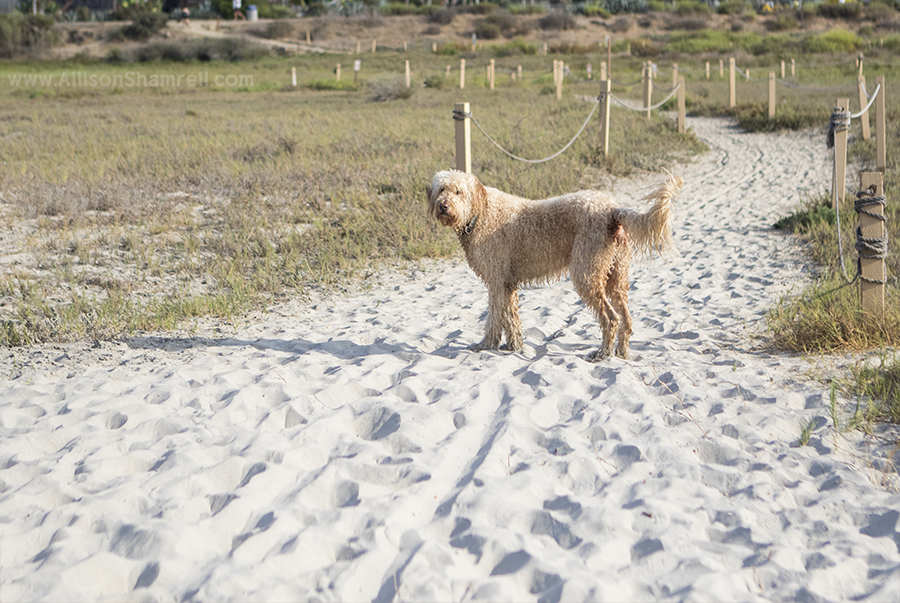 goldendoodle at beach trail
