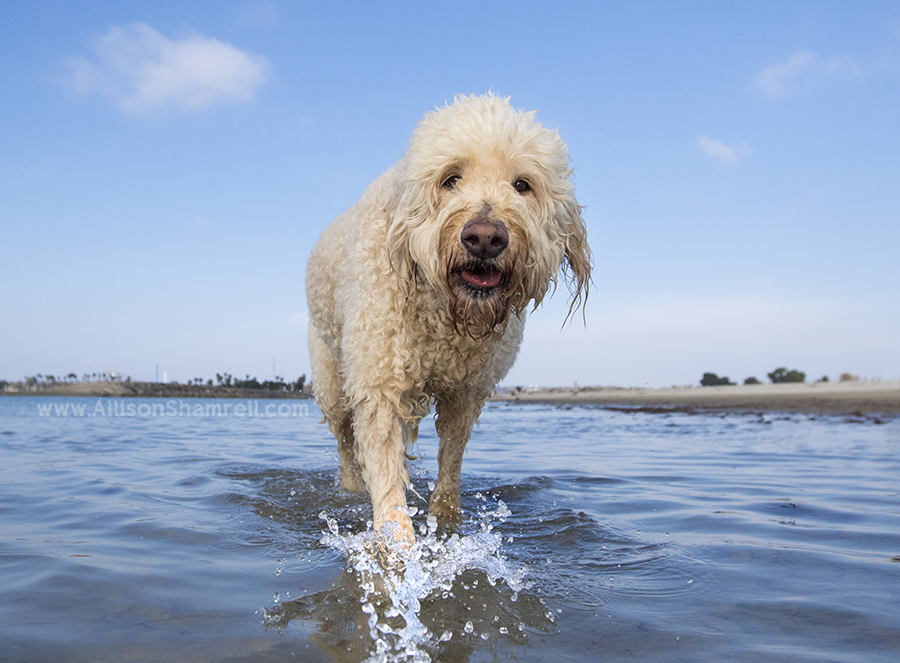 goldendoodle water photo