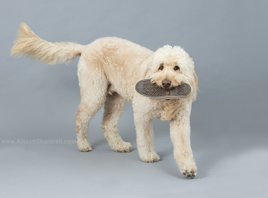goldendoodle studio picture