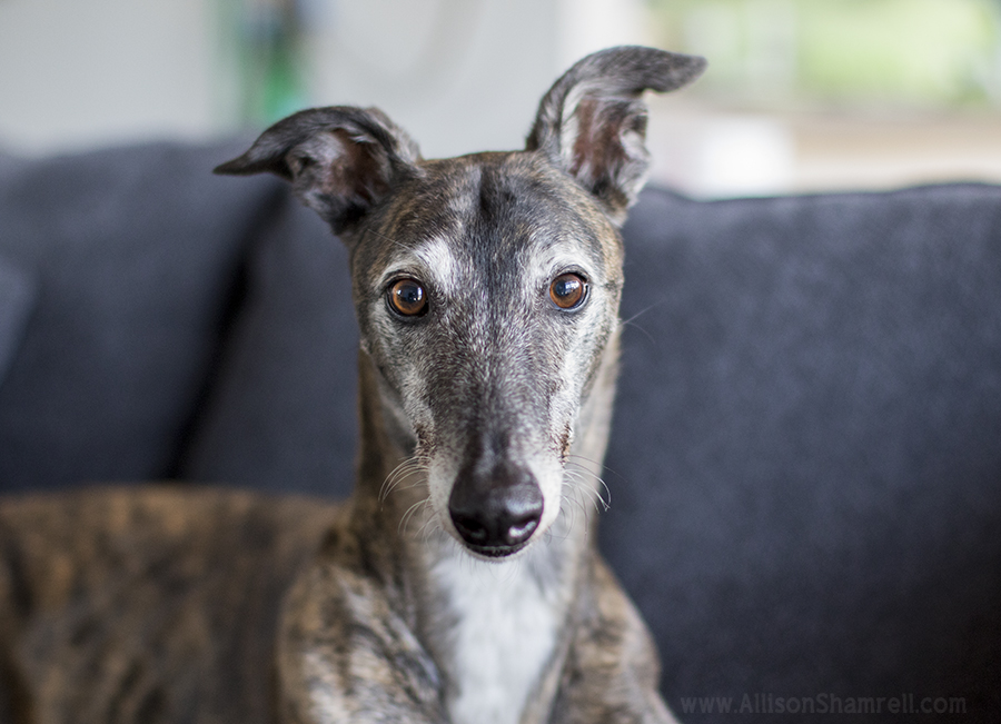 home pet photo session