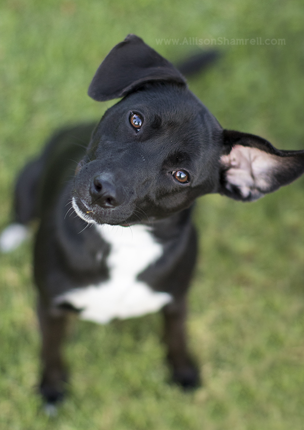 chihuahua mix dog