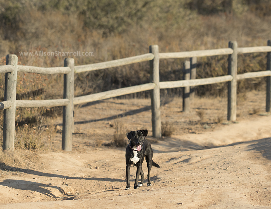 chihuahua mix dog on hiking trail