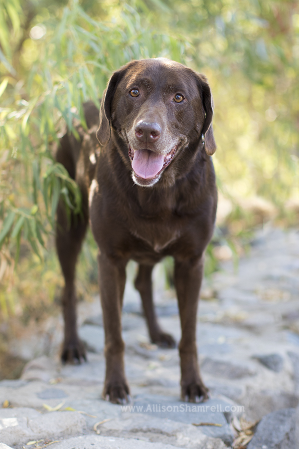 chocolate lab