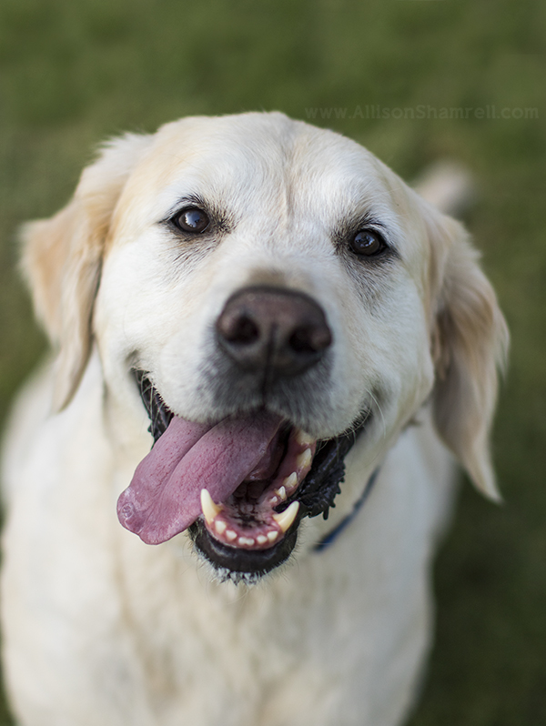 golden retriever on grass