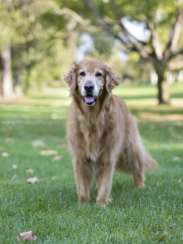 golden retriever at park