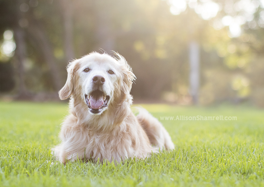 golden retriever in sun