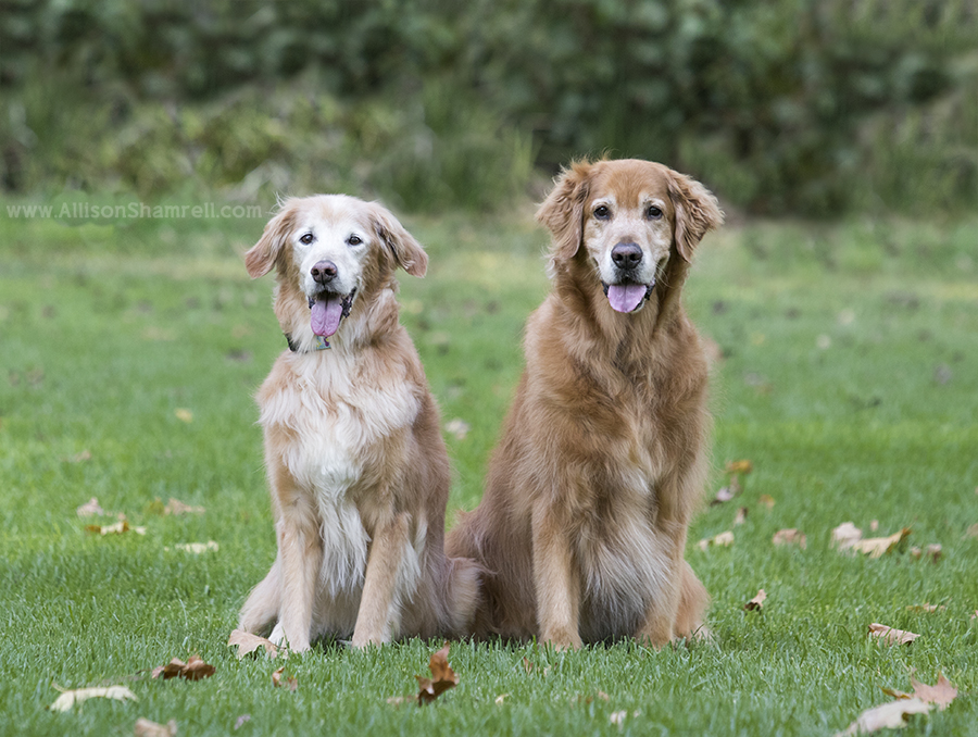 golden retrievers
