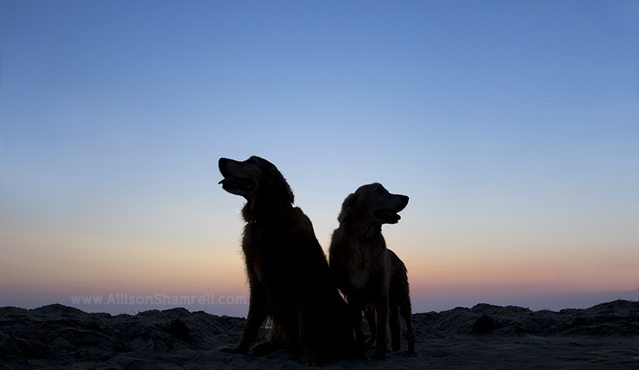 silhouette of golden retrievers