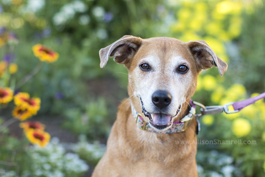 balboa park dog flowers